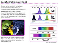 Bees See Ultraviolet Light