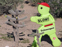 Timmy explores the cactus at Petroglyph National Monument